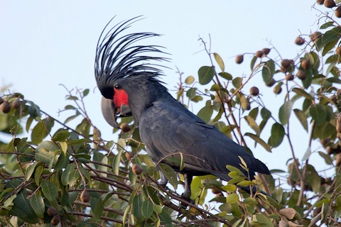 Palm Cockatoo (Probosciger aterrimus)